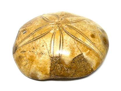 Polished Echinoid Fossil 7cm