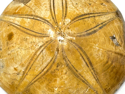 Polished Echinoid Fossil 7cm