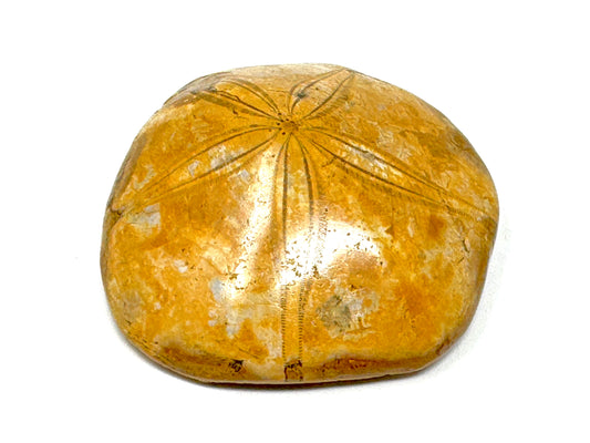 Polished Echinoid Fossil 7.2cm