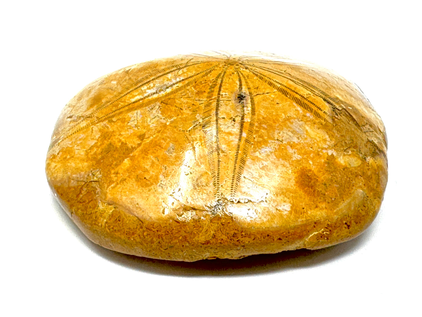 Polished Echinoid Fossil 7.2cm
