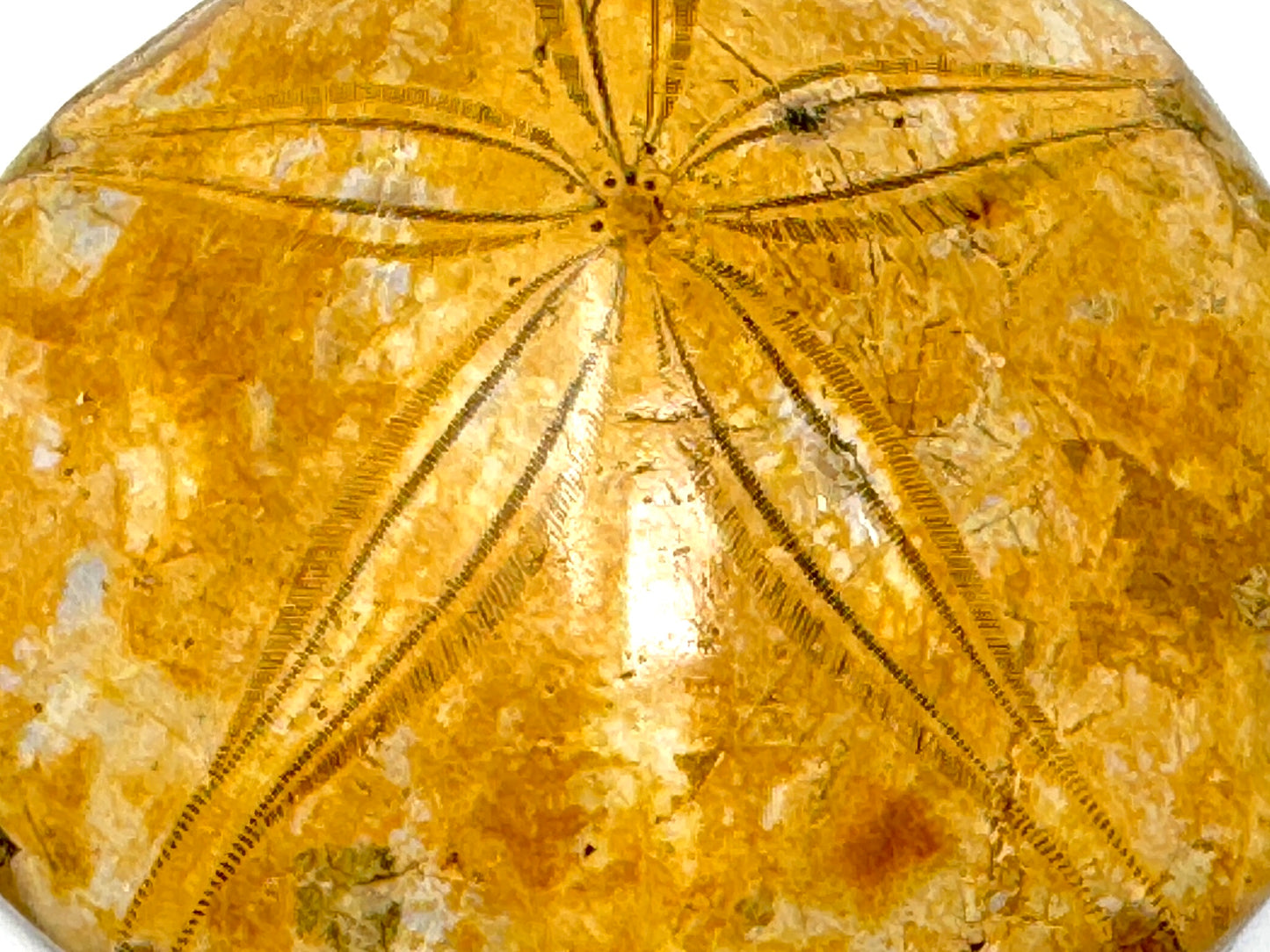 Polished Echinoid Fossil 7.2cm