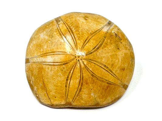Polished Echinoid Fossil 6.8cm