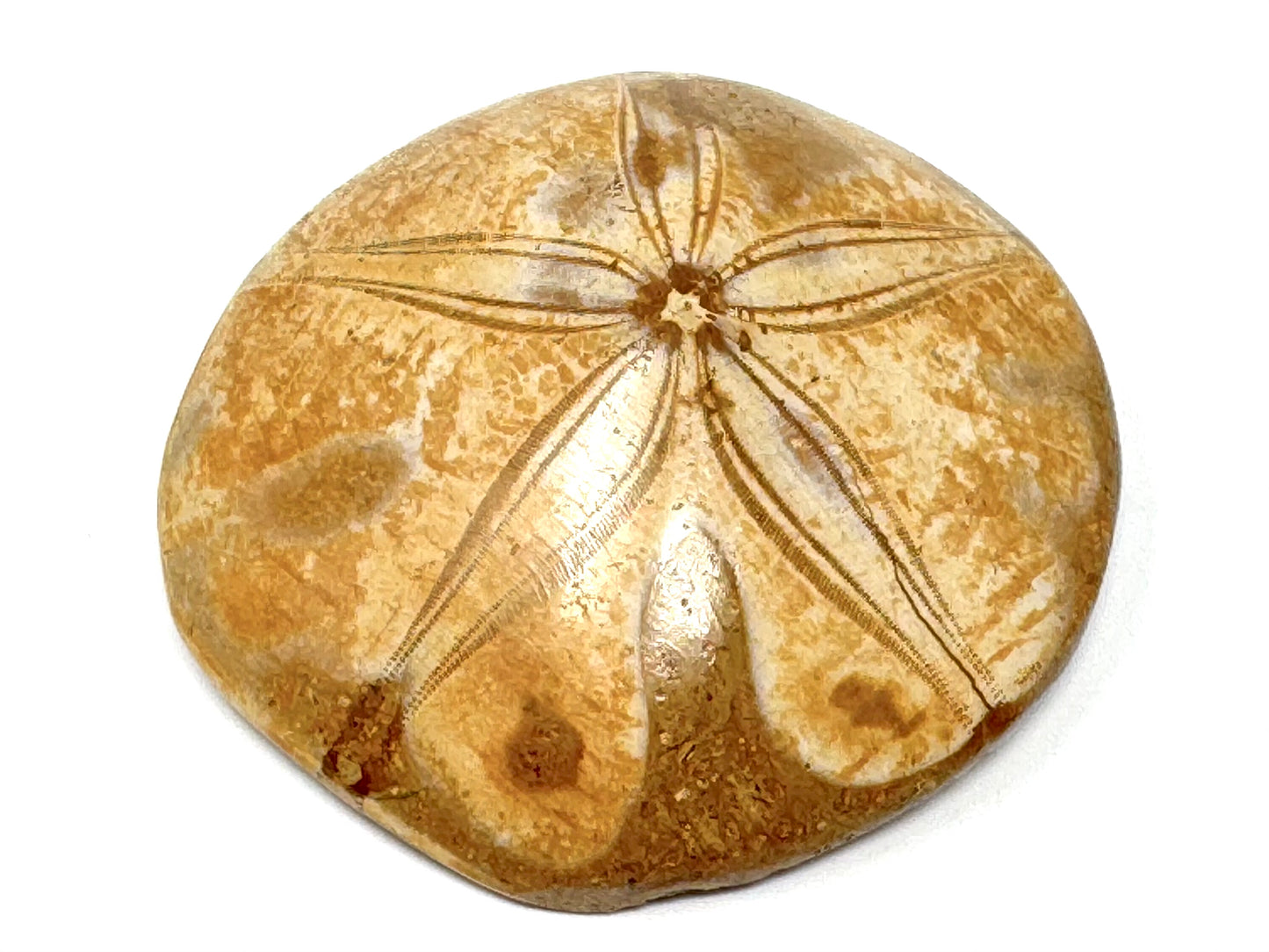 Polished Echinoid Fossil 6.7cm