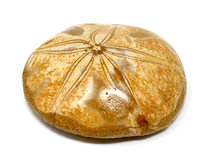 Polished Echinoid Fossil 6.7cm