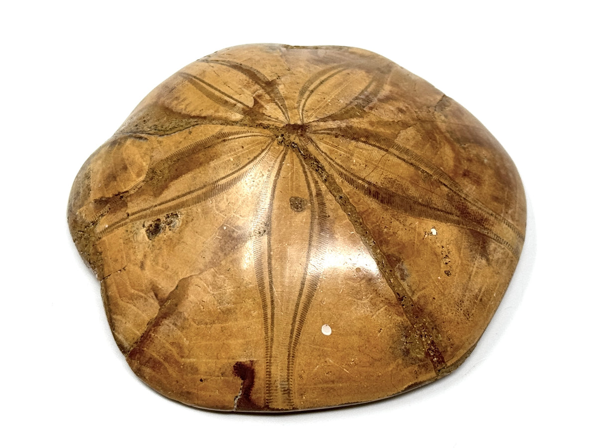 Polished Echinoid Fossil 7.9cm