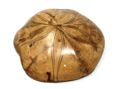 Polished Echinoid Fossil 7.9cm