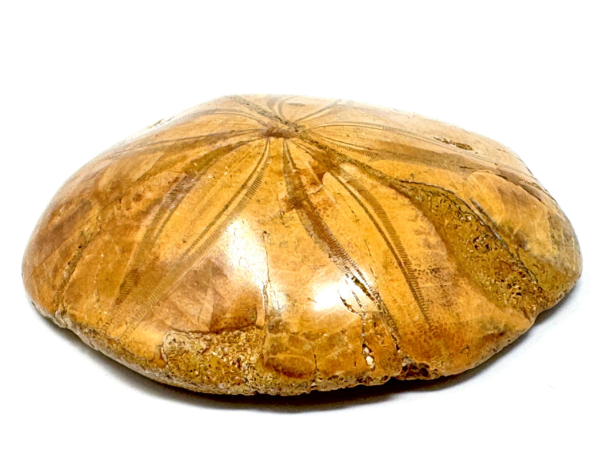 Polished Echinoid Fossil 7.9cm