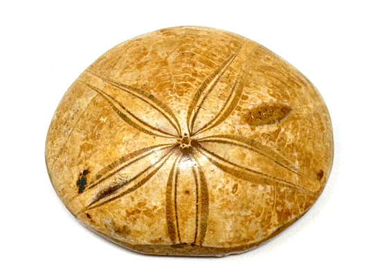 Polished Echinoid Fossil 6.4cm