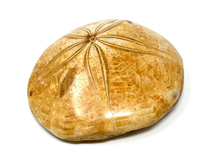 Polished Echinoid Fossil 6.4cm