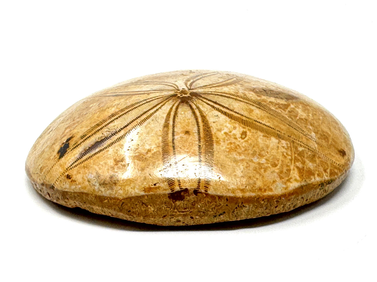 Polished Echinoid Fossil 6.4cm