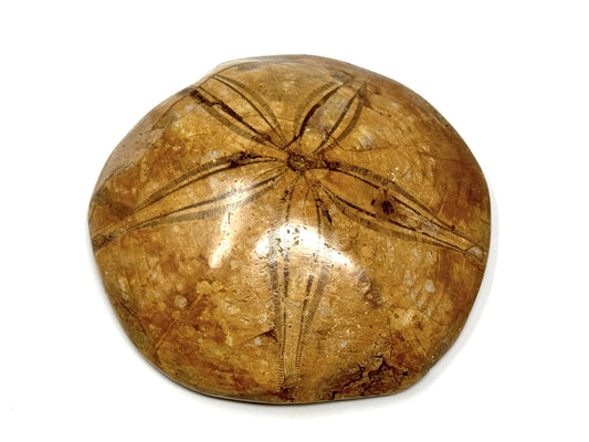 Polished Echinoid Fossil 7.4cm