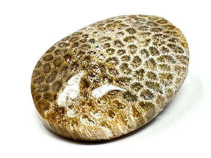 Fossil Coral Pebble 5.9cm