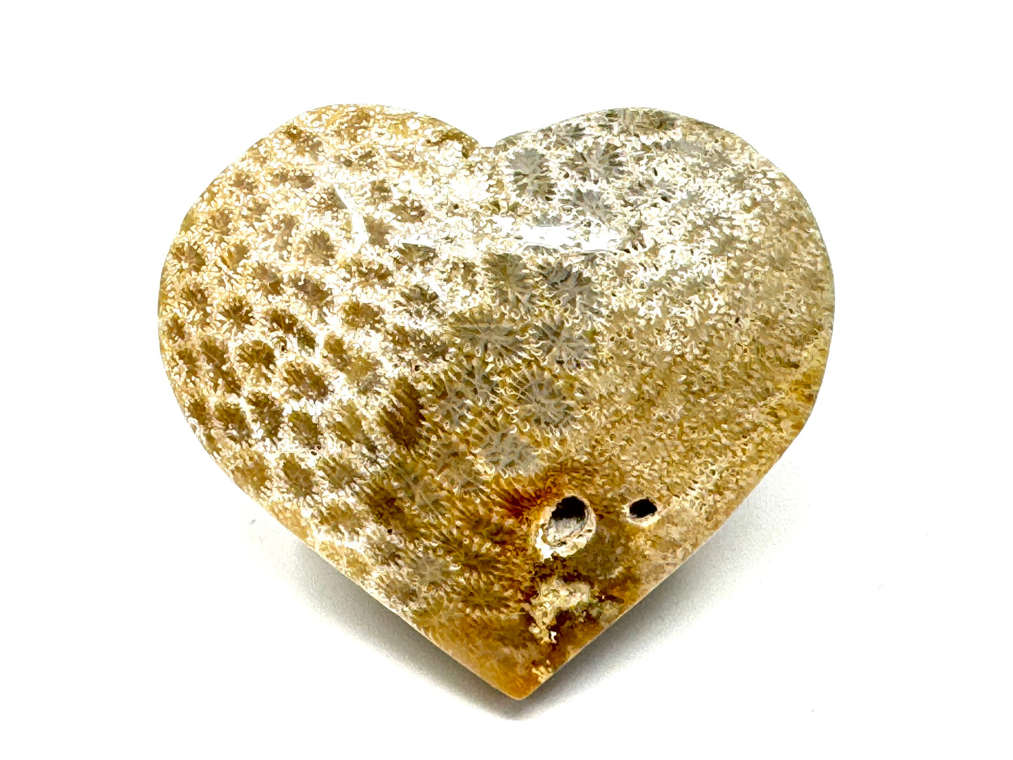 Fossil Coral Heart 5.7cm