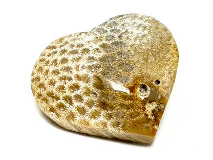Fossil Coral Heart 5.7cm