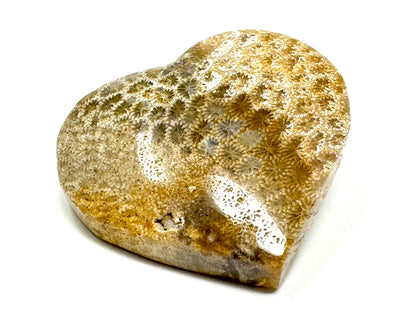 Fossil Coral Heart 5.7cm