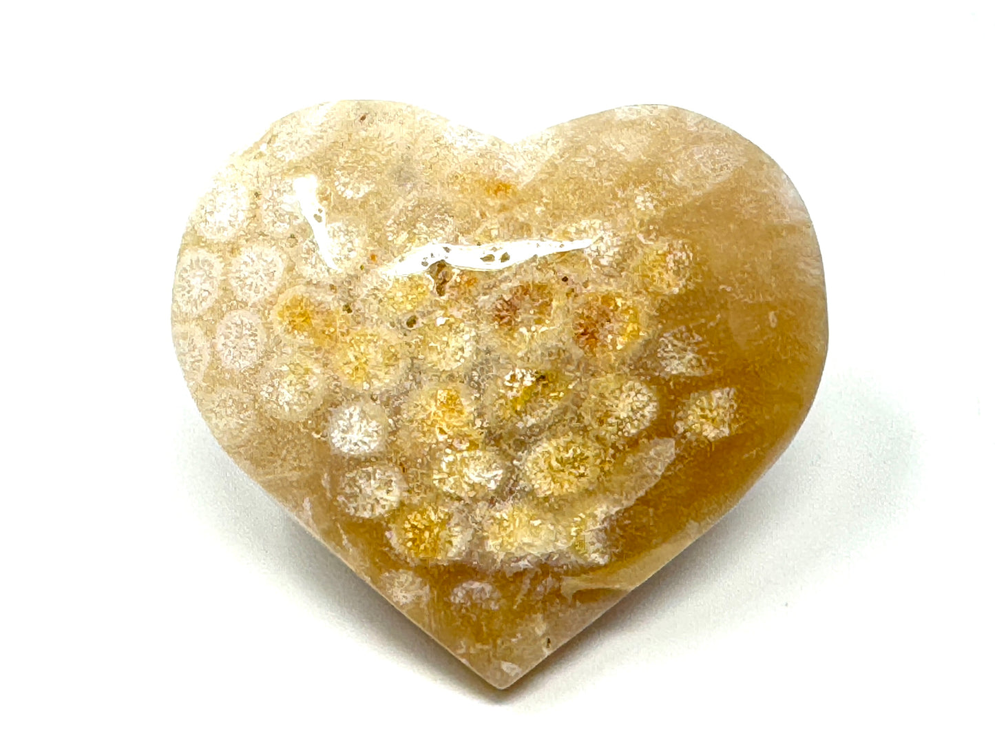 Fossil Coral Heart 6.5cm