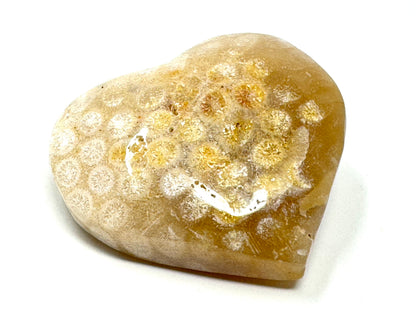 Fossil Coral Heart 6.5cm