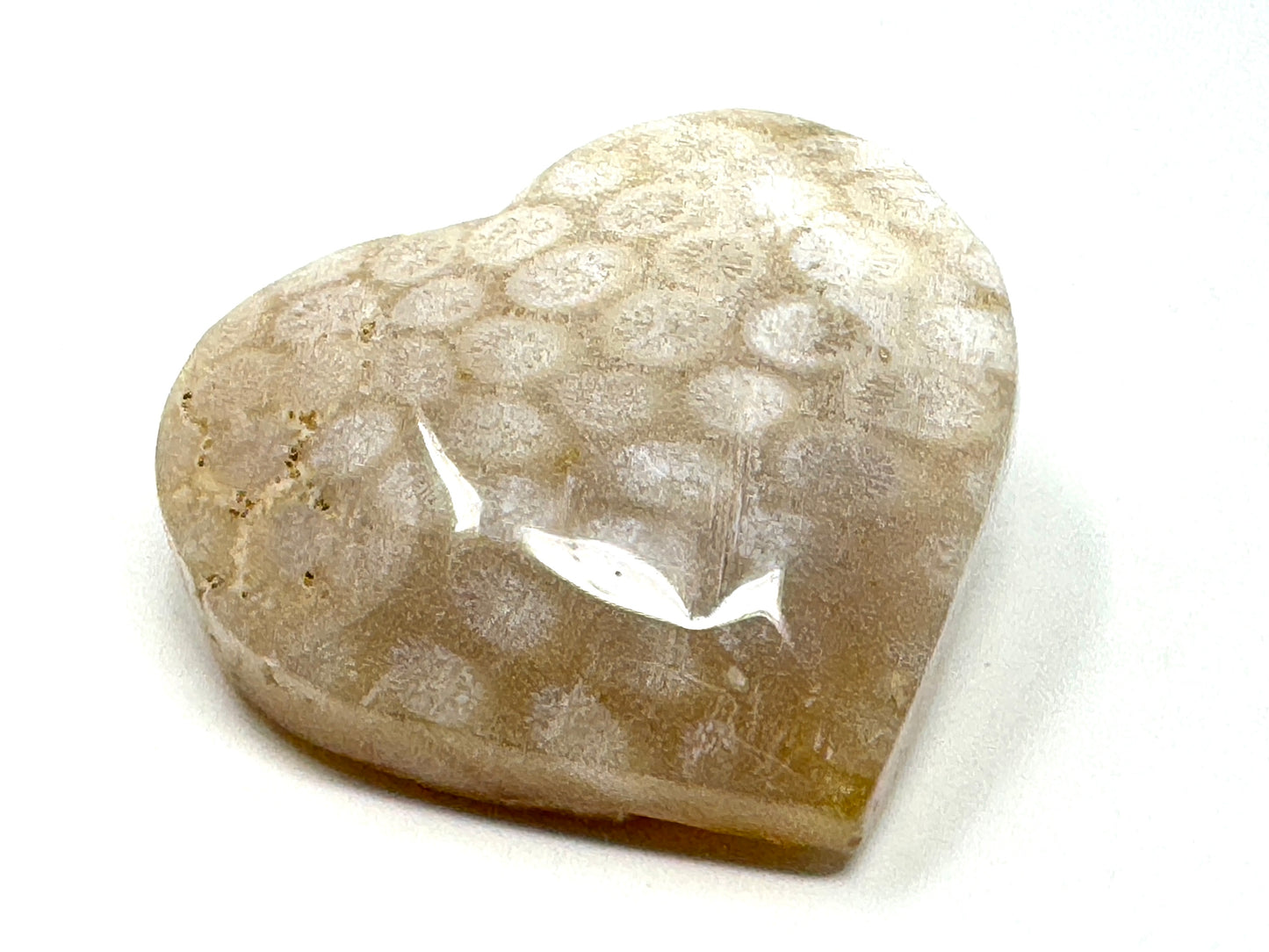 Fossil Coral Heart 6.5cm