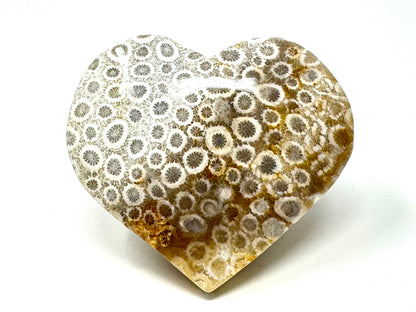 Fossil Coral Heart 6.2cm