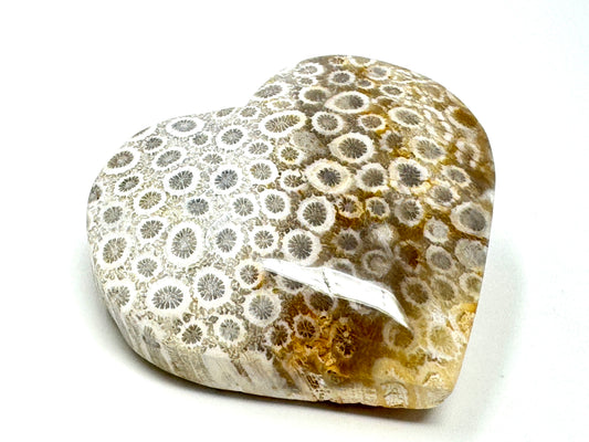 Fossil Coral Heart 6.2cm