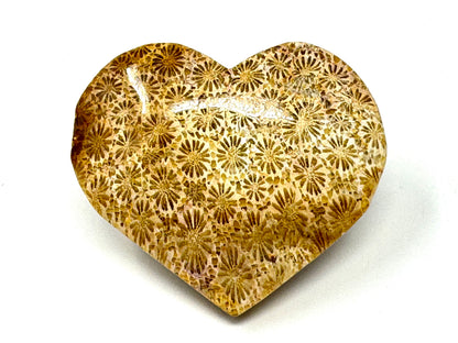 Fossil Coral Heart 5.5cm