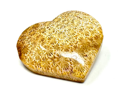 Fossil Coral Heart 5.5cm