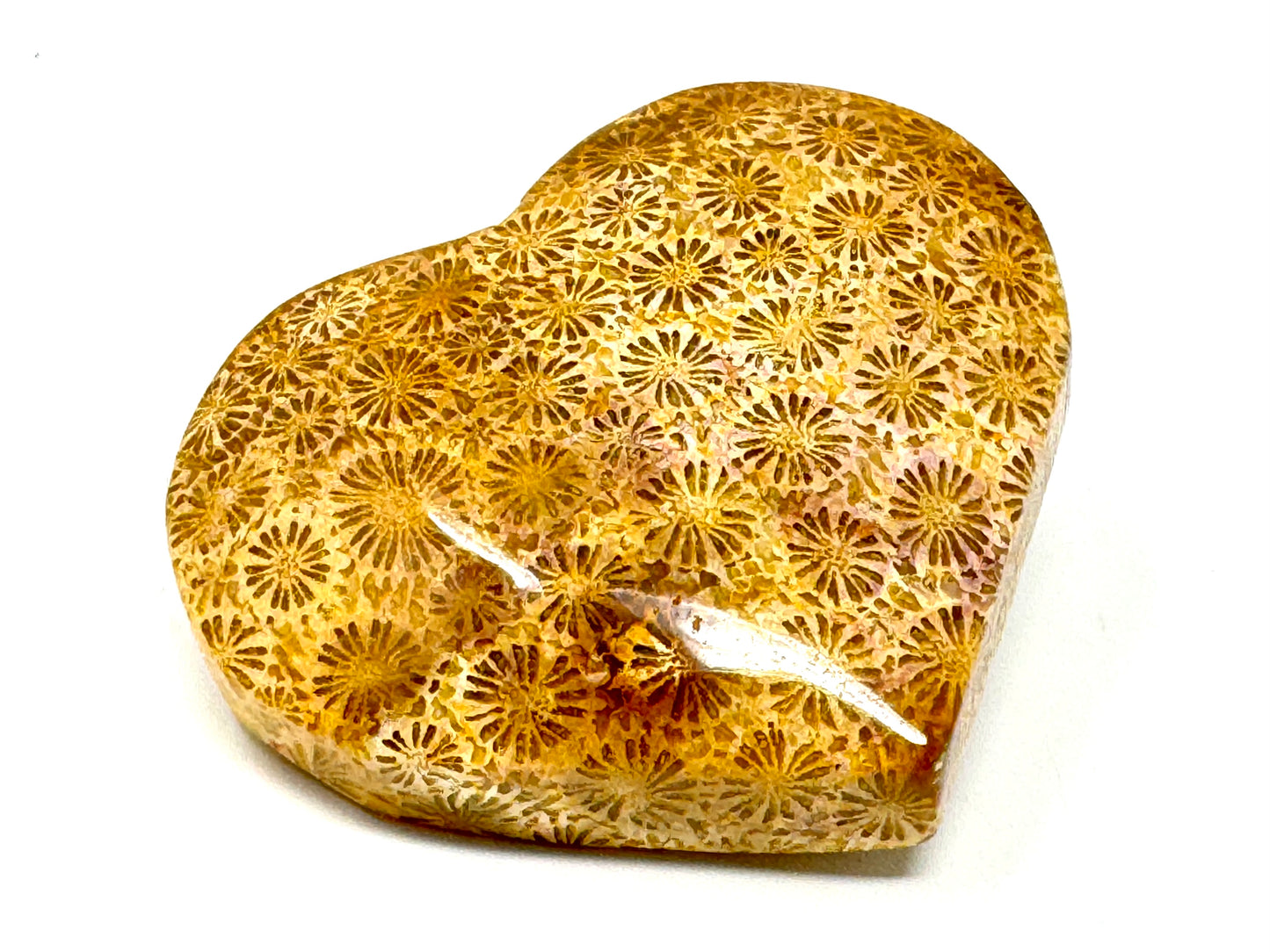 Fossil Coral Heart 5.5cm