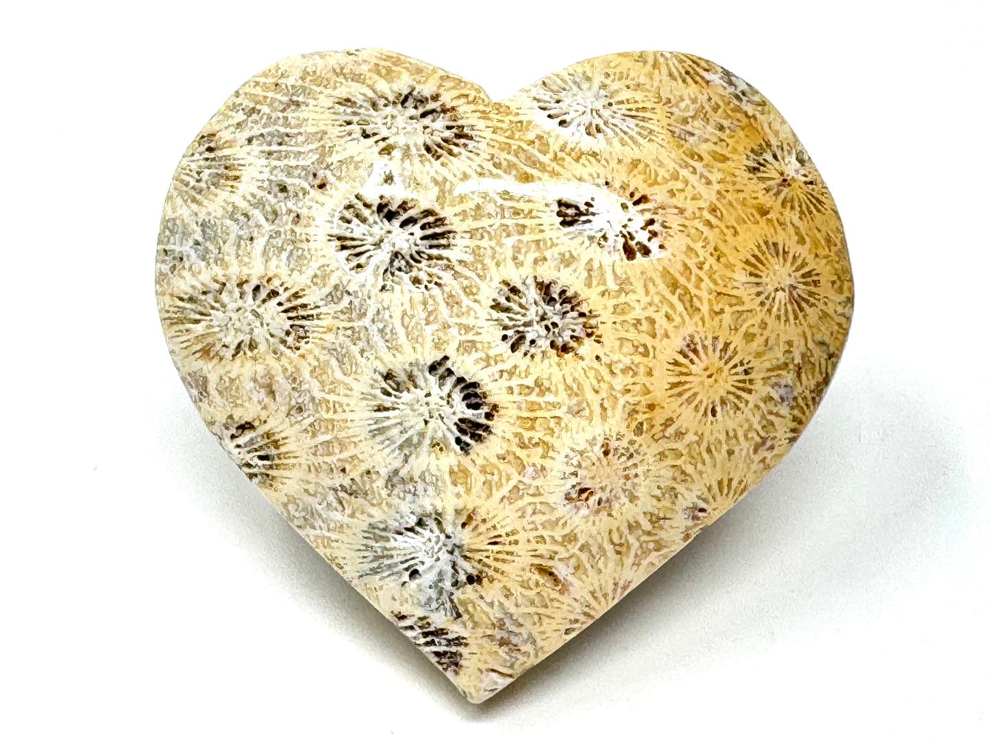 Fossil Coral Heart 6cm