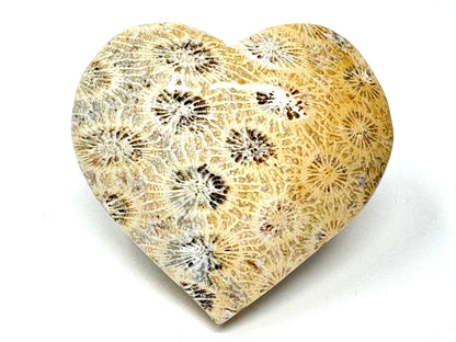 Fossil Coral Heart 6cm