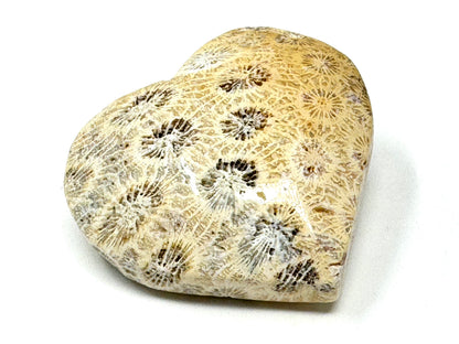 Fossil Coral Heart 6cm