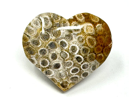 Fossil Coral Heart 4.6cm