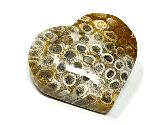 Fossil Coral Heart 4.6cm