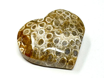 Fossil Coral Heart 4.6cm
