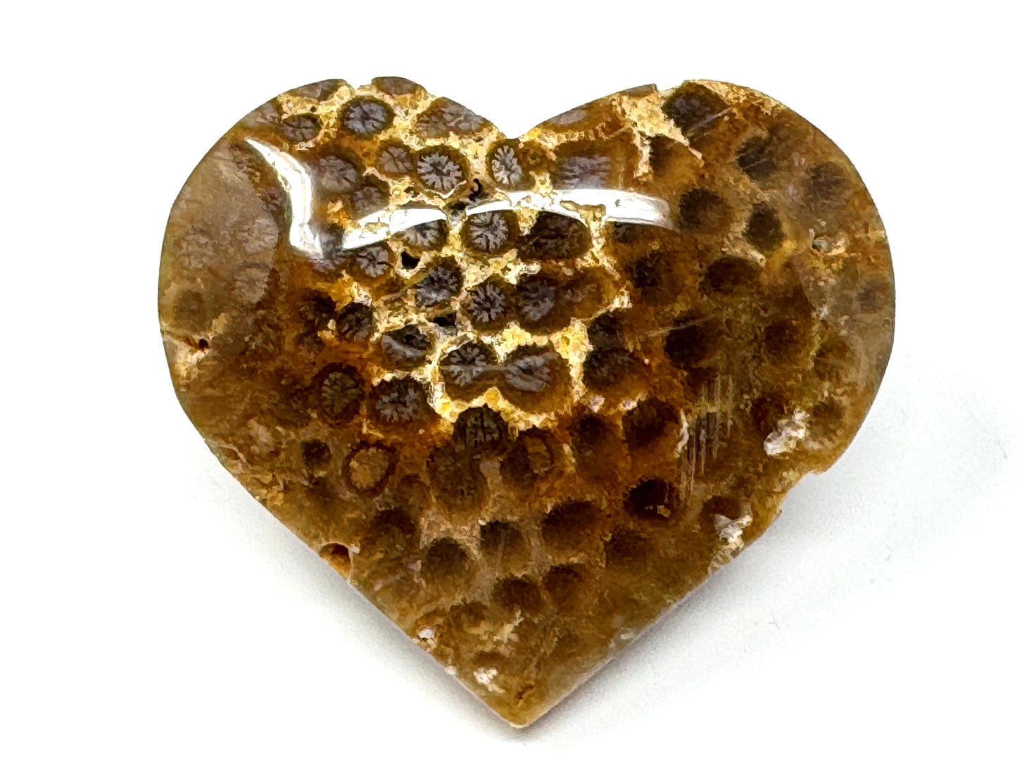 Fossil Coral Heart 6.3cm