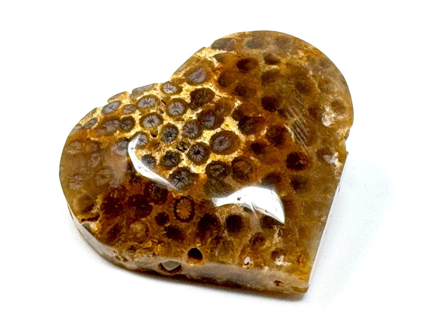 Fossil Coral Heart 6.3cm