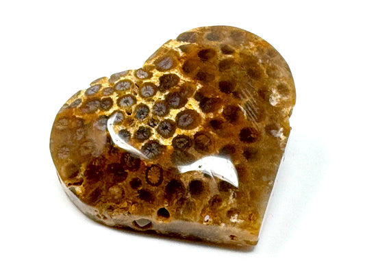 Fossil Coral Heart 6.3cm