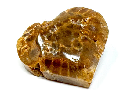 Fossil Coral Heart 6.3cm