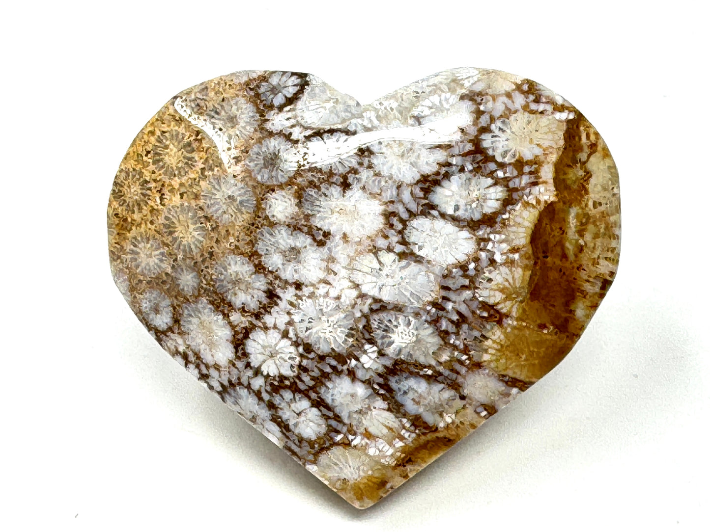 Fossil Coral Heart 5.2cm