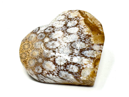 Fossil Coral Heart 5.2cm