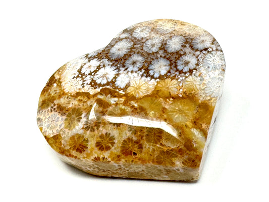 Fossil Coral Heart 5.2cm