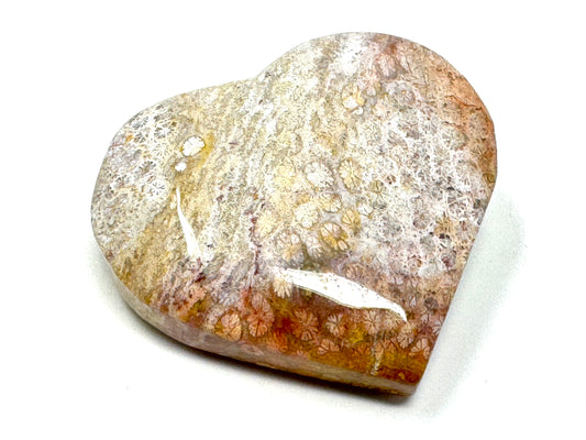 Fossil Coral Heart 5.8cm