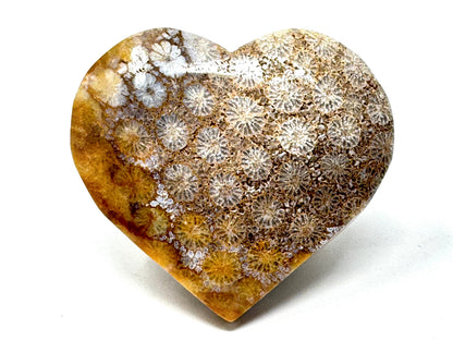 Fossil Coral Heart 5.3cm