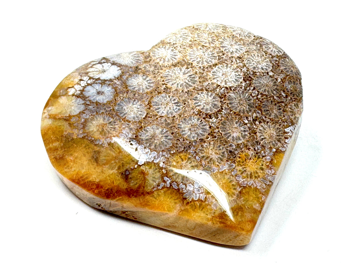 Fossil Coral Heart 5.3cm