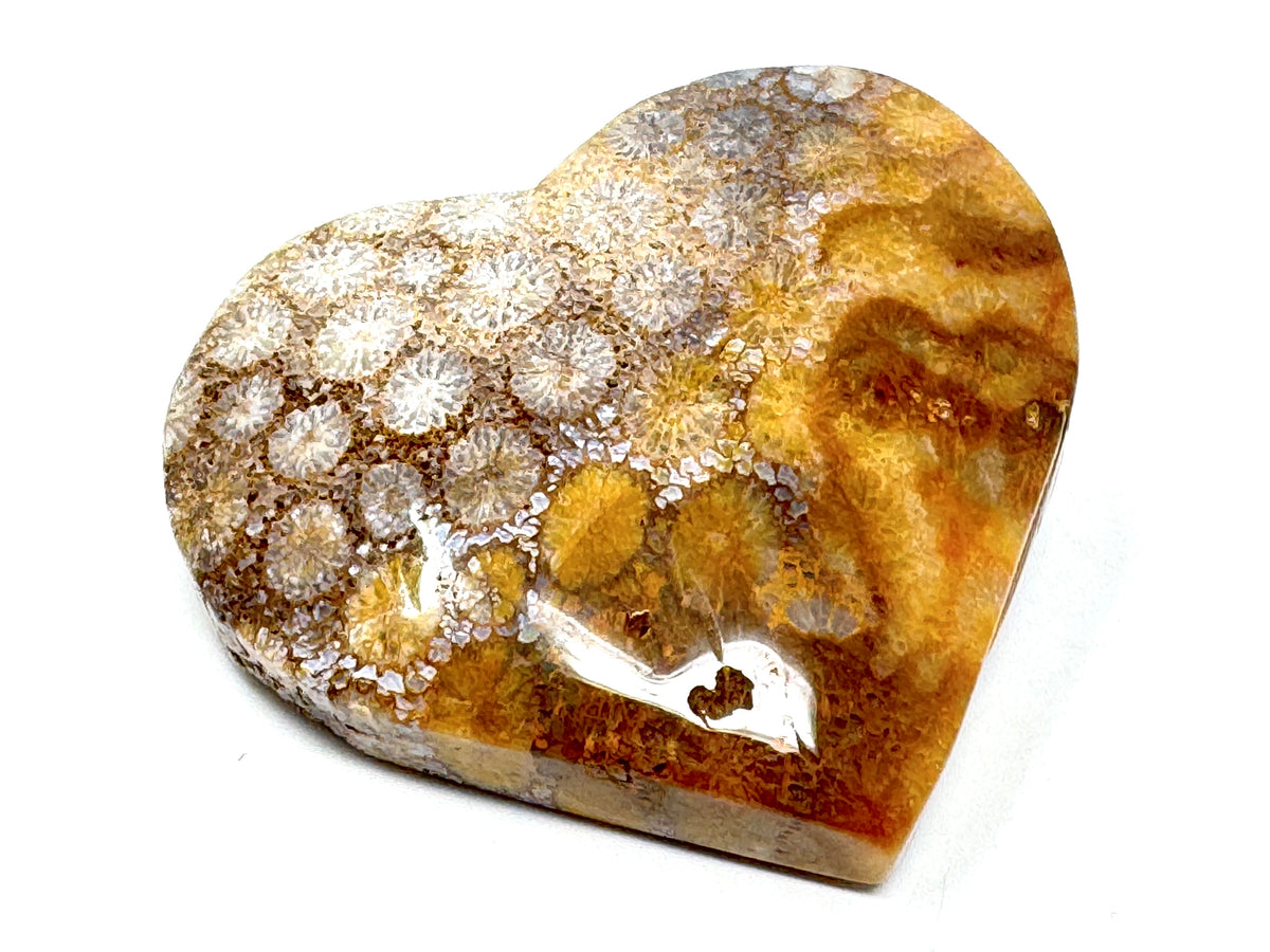 Fossil Coral Heart 5.3cm