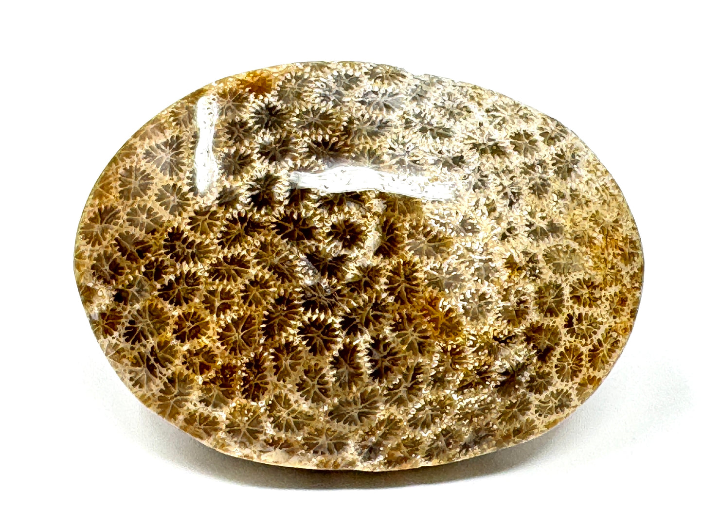 Fossil Coral Pebble 5.9cm