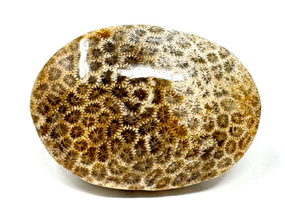 Fossil Coral Pebble 5.9cm