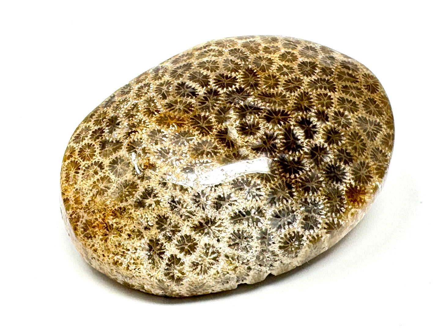Fossil Coral Pebble 5.9cm