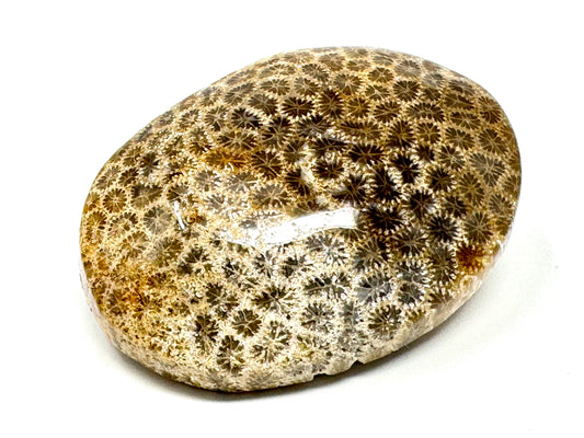 Fossil Coral Pebble 5.9cm