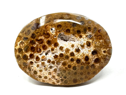 Fossil Coral Pebble 6.7cm