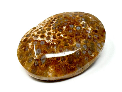 Fossil Coral Pebble 6.7cm